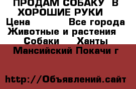 ПРОДАМ СОБАКУ  В ХОРОШИЕ РУКИ  › Цена ­ 4 000 - Все города Животные и растения » Собаки   . Ханты-Мансийский,Покачи г.